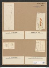Cymatopleura sp. (de-Toni-Nr.: Genus 54) Zeichnungen Sammlung Grunow Nr. 4866 (NHMW-BOT-W0373048)
